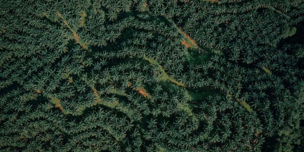 Satellite Technology: Distinguishing Palm Oil Plantations from Native Rainforests