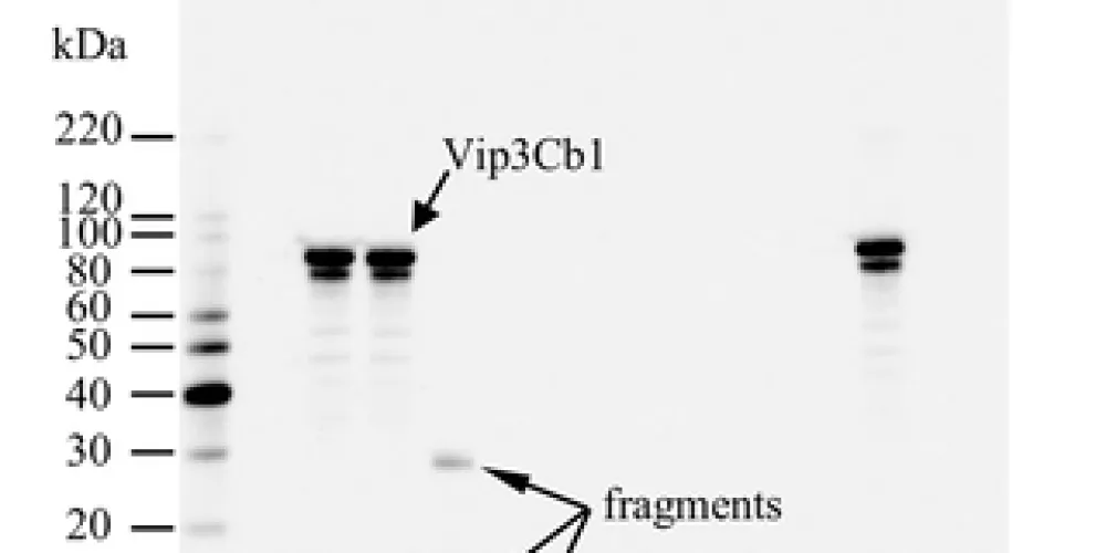 PLOS ONE study finds no food/feed safety signal for novel Vip3Cb1 insecticidal protein in GM crop context