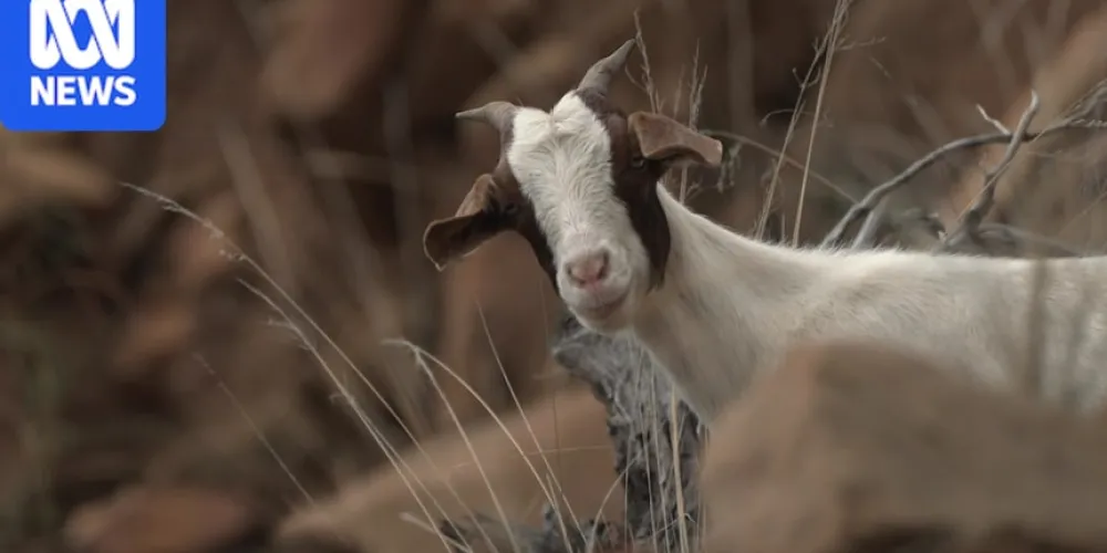 Drought and floods create perfect storm for feral goats, pigs and camels to take over South Australia