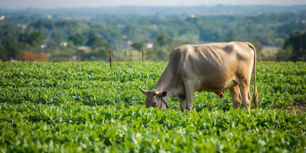 Zero cost, higher returns: Gujarat’s Dahod farmers find success with natural farming