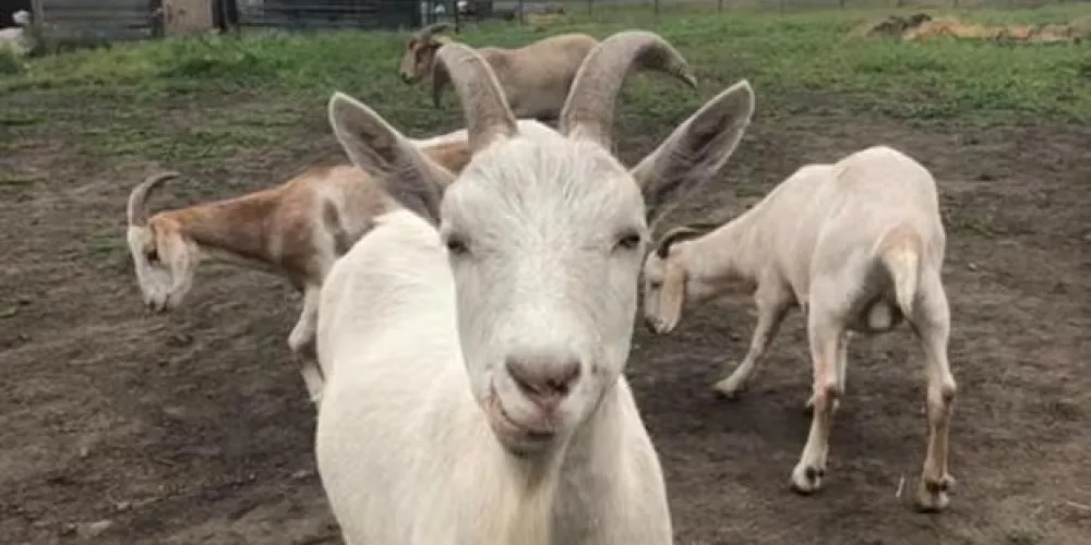 Nova Scotia SPCA assumes oversight of provincial farm animal welfare