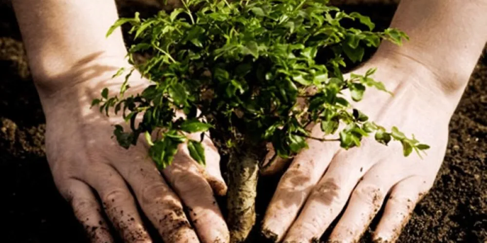 How to Order Saplings in Ukraine