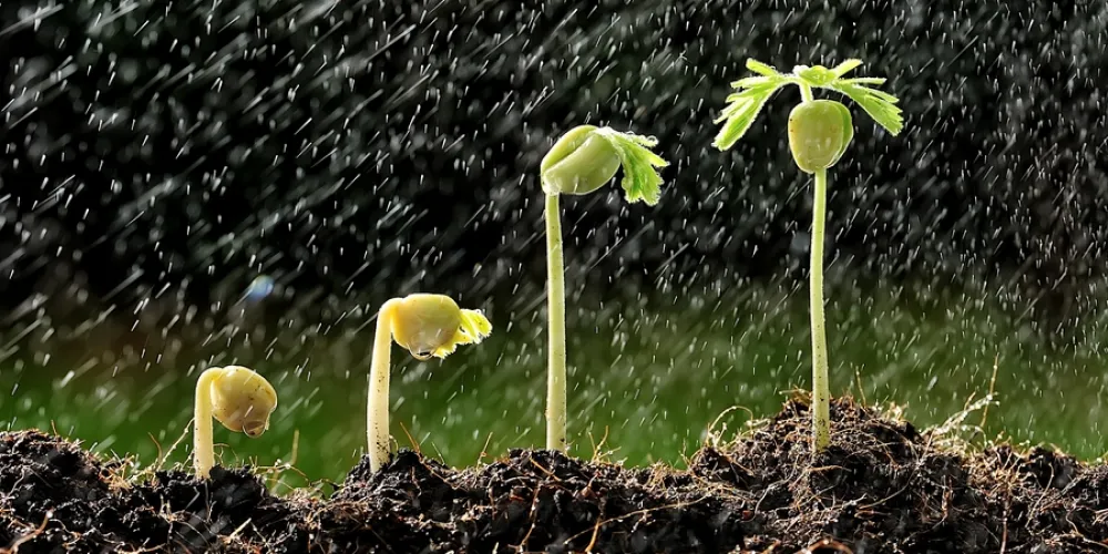How to Choose Seeds for Your Garden Properly?