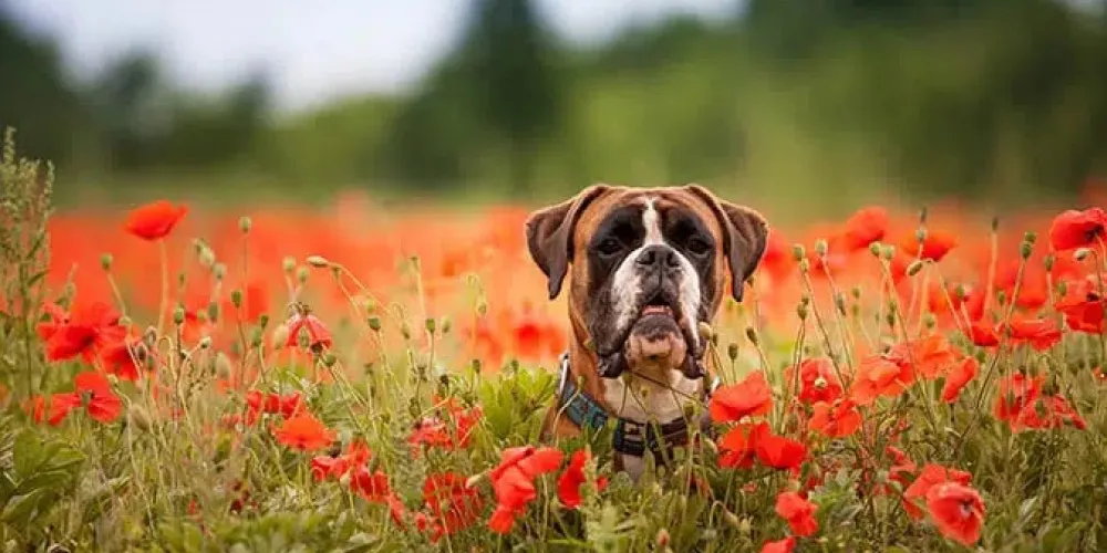 How to Get Rid of Worms in Dogs