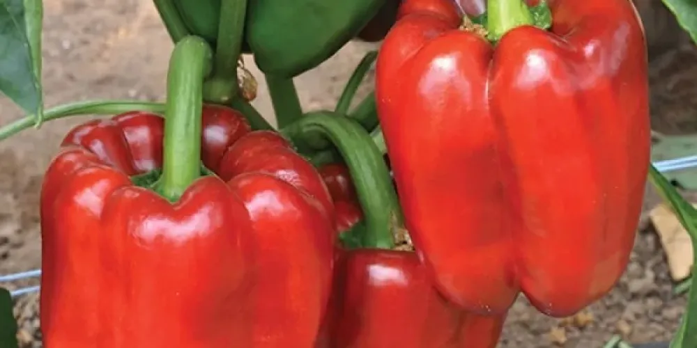 Successful Pepper Cultivation: How to Prepare Seeds