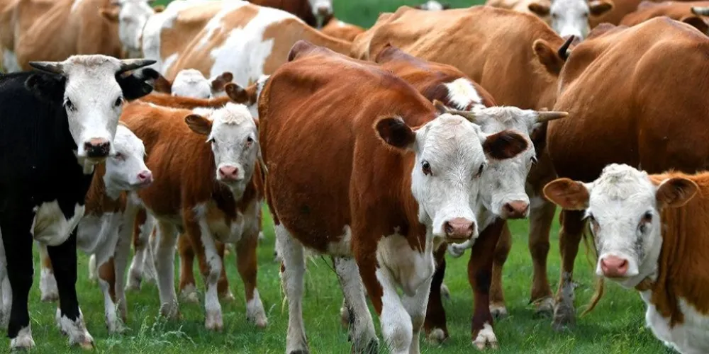 Cattle Mastitis Treatment