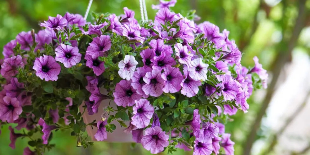 How to properly feed petunias?