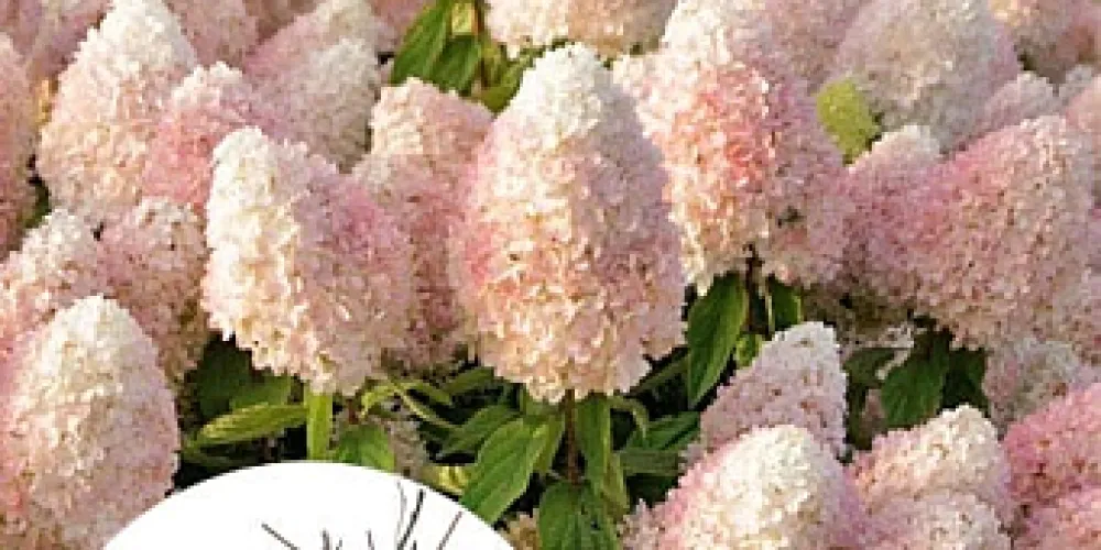 Errors When Growing Hydrangea Macrophylla and How to Avoid Them