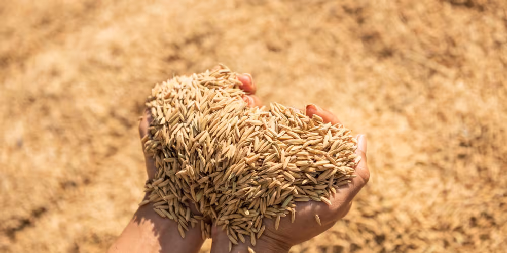 Micronutrients for Wheat: Targeted Nutrition to Enhance Protein Content, Grain Quality, and Stress Resistance