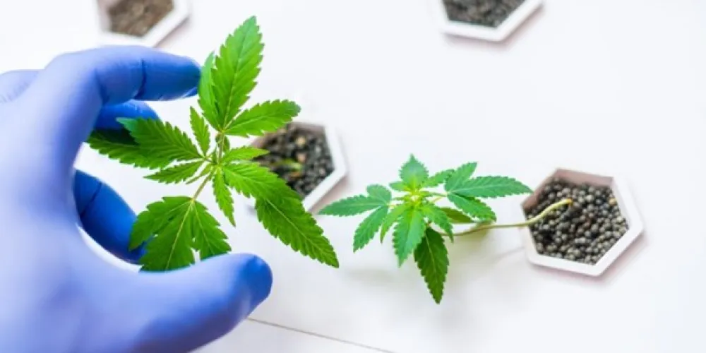 Plant Selection Methods - from Feminized Seeds to Disease-Resistant Varieties
