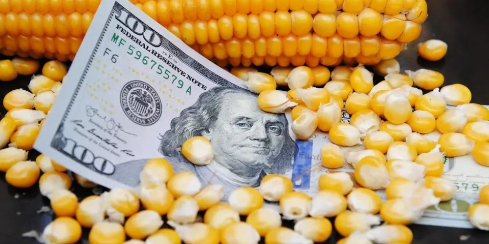 Lower prices for Ukrainian corn: the trend for the coming weeks
