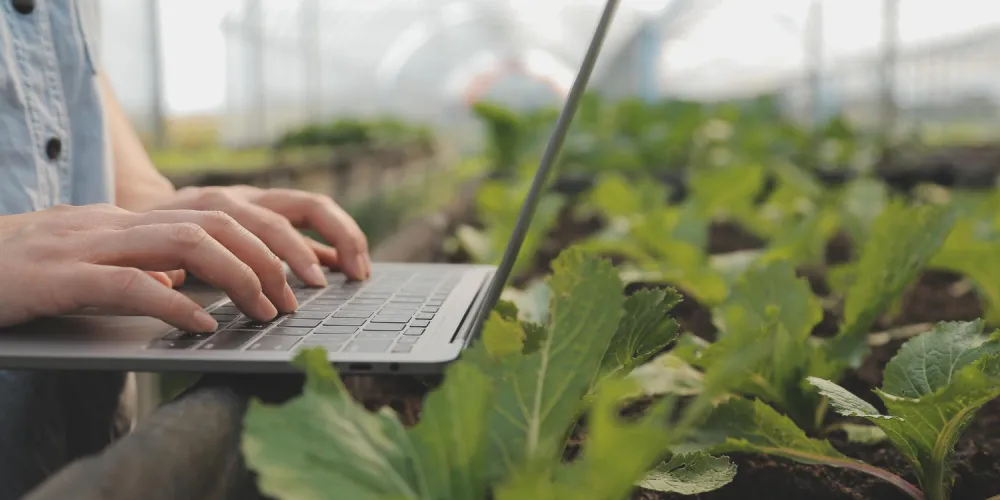 Why is accounting automation a strategic advantage for a small farm?