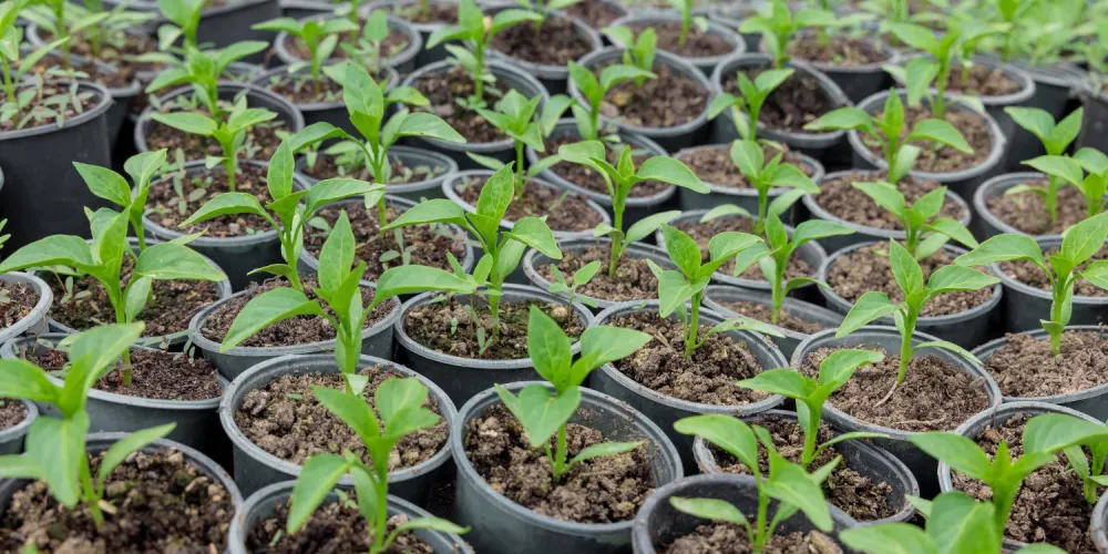 Planting Material for the Garden and Vegetable Garden: Seeds, Bulbs, Saplings, and Seedlings