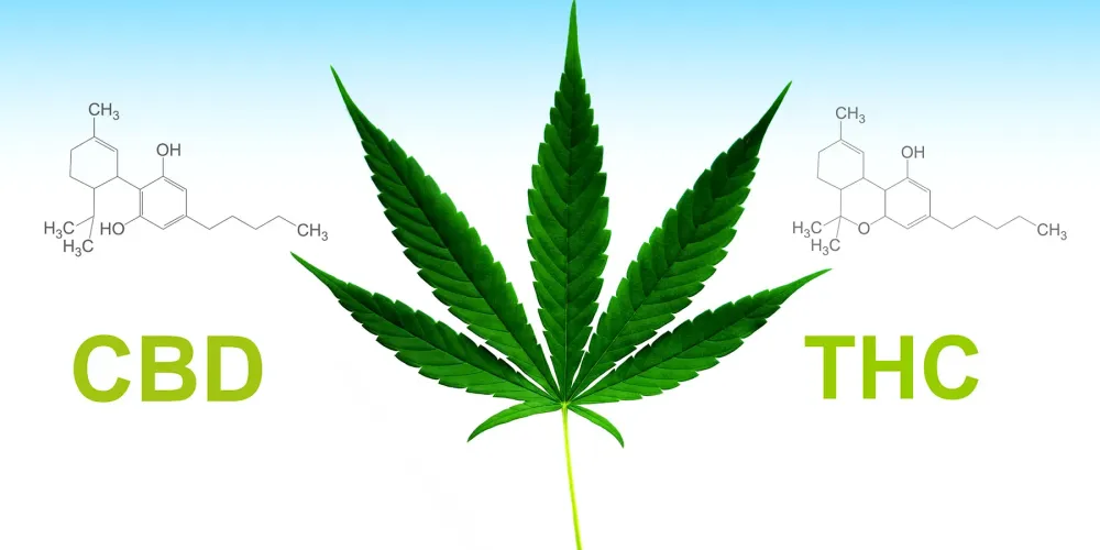 CBD і THC: у чому різниця та як вони впливають на організм