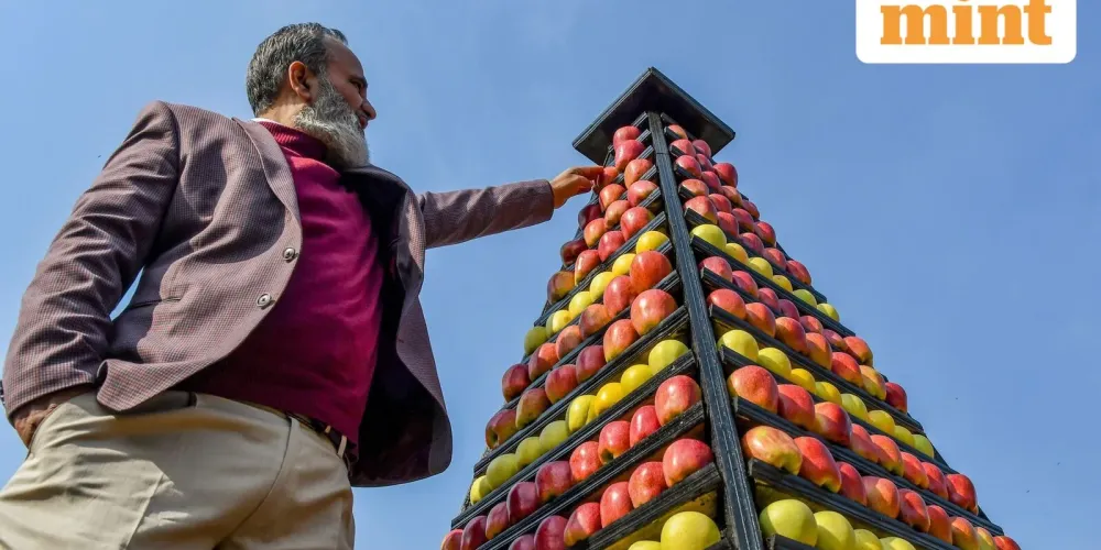 Kashmir’s dry winter disrupts apple nurseries and raises risks for future harvests