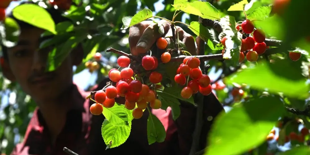 Kashmir cherry growers look to rail cargo to reduce post-harvest losses