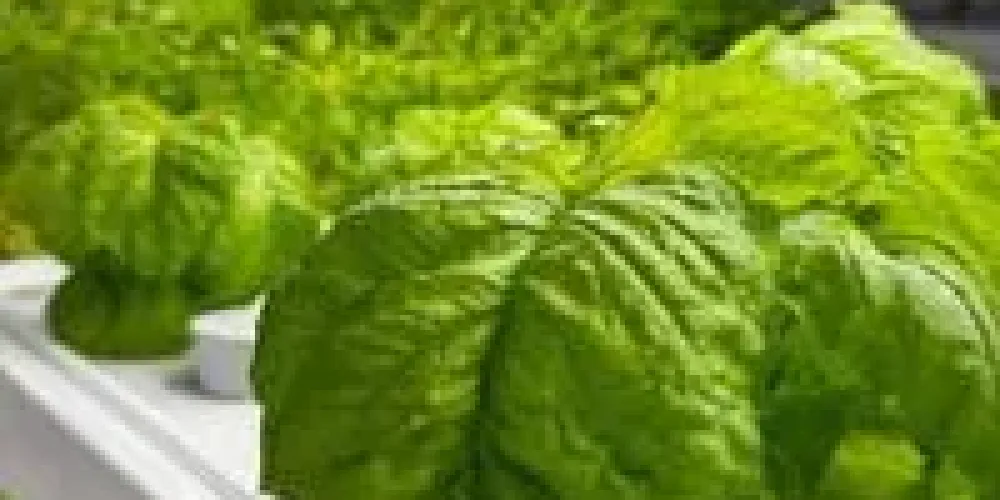 Istanbul’s underground vertical farm targets year-round strawberry harvests