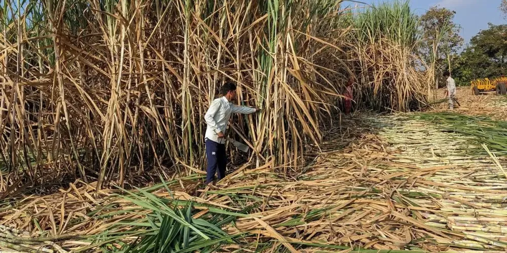 India’s sugar output seen rising 12% in 2026-27 on higher cane area and better recovery