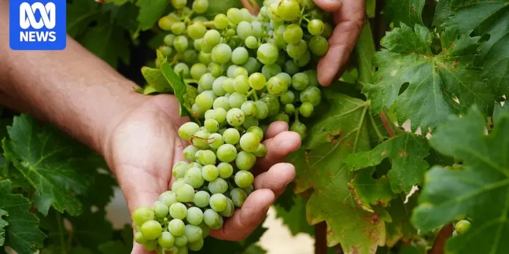 Drought-tolerant Xynisteri grapes cut water use in South Australia