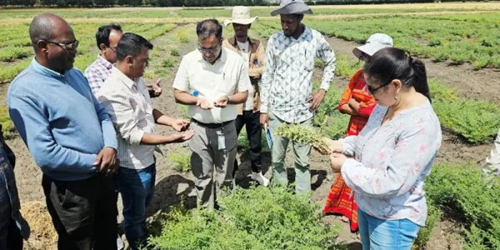 ICRISAT advances grain legume disease control with breeding, biocontrol and digital tools