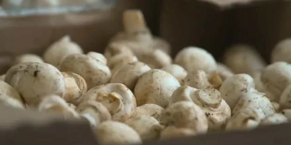 U.S. imposes preliminary duties on Canadian fresh mushrooms