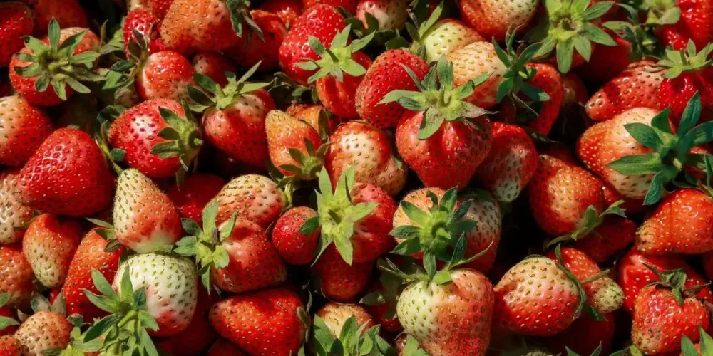 Strawberry boom reshapes farming in Gujarat's Dang district