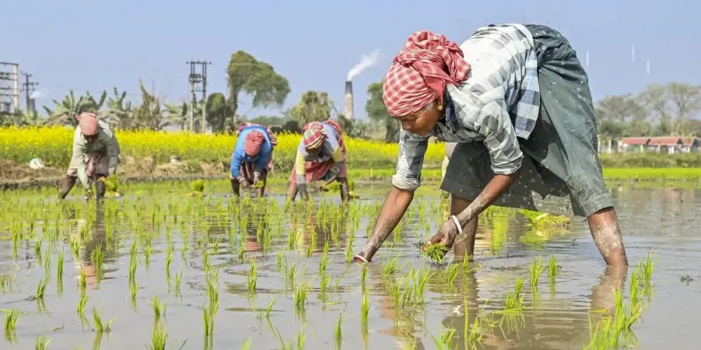 Direct-seeded rice project in Telangana lifts yields and cuts water use