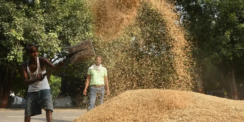 Mixed mandi prices leave India's rabi farmers with uneven returns