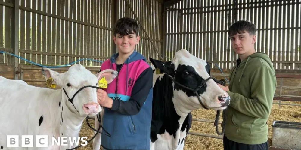 UK dairy farms warn that milk prices have fallen below cost