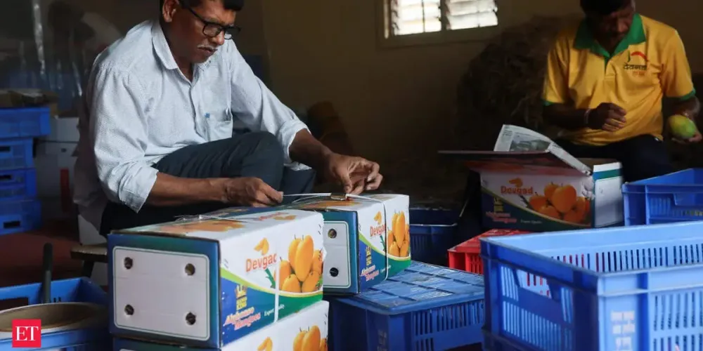 Weather damage slashes India’s Alphonso mango crop and hits exports
