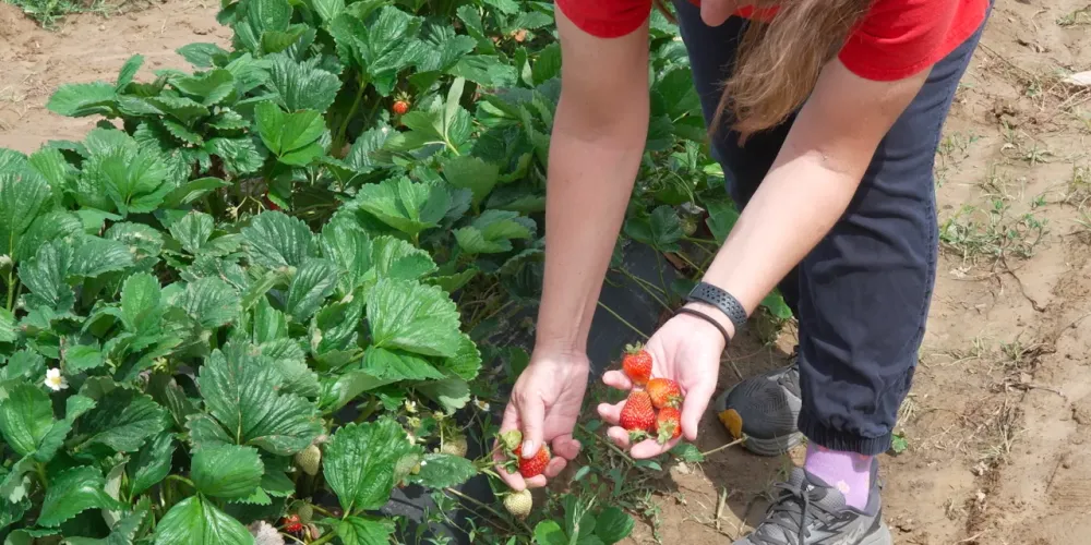 Late-April freeze wipes out much of New Jersey's peach and apple crop