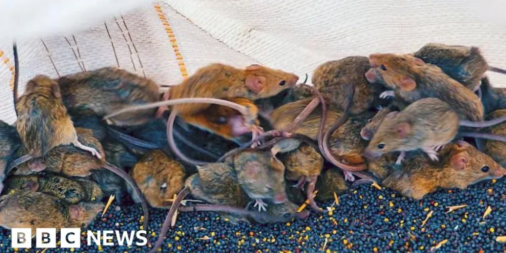 Mouse plague drives fresh crop losses for grain farmers in Western Australia