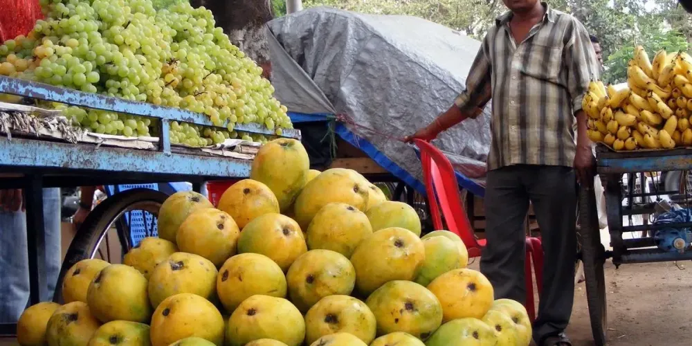 Tamil Nadu mango growers lift yields with high-density planting and drip irrigation