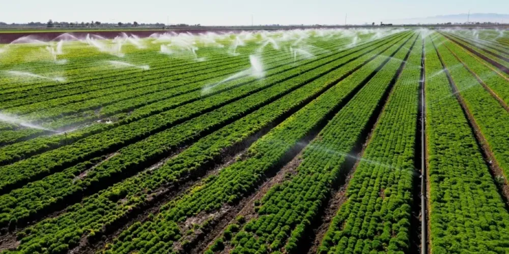 Adaptive harvest robots move closer to commercial farming as tomato-picking research improves success rates