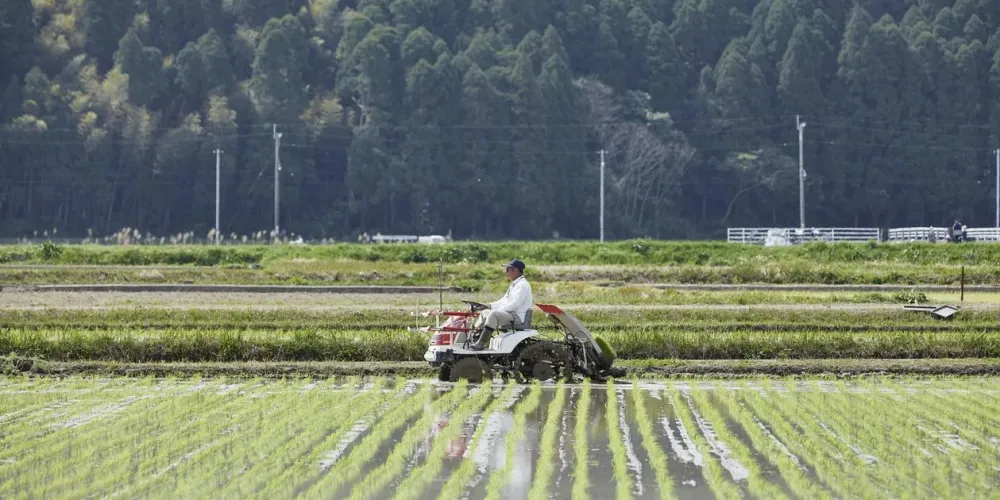 Food tax cut seen cutting farm income by ¥300 billion: estimate