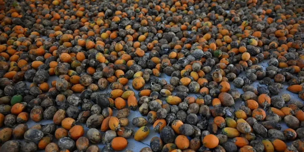 Campco urges Uttar Pradesh to remove mandi tax on arecanut trade