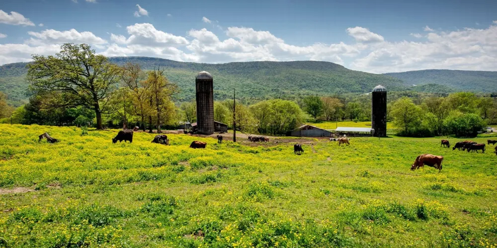 Georgia launches farmland fund as development threatens 10% of acreage