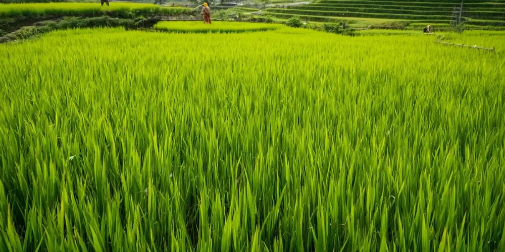 Telangana’s rice boom turns into surplus and diversification challenge