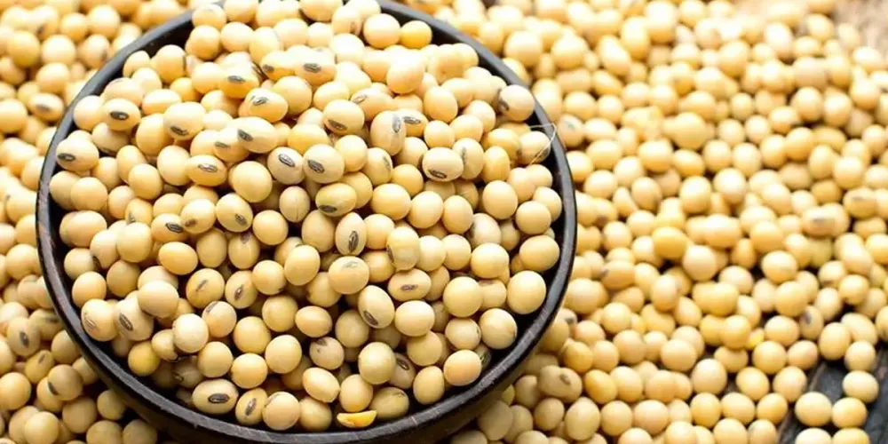 High soy prices and weak monsoon outlook lift India acreage prospects