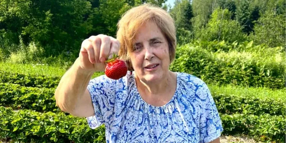 Late frost pushes back New Brunswick strawberry season