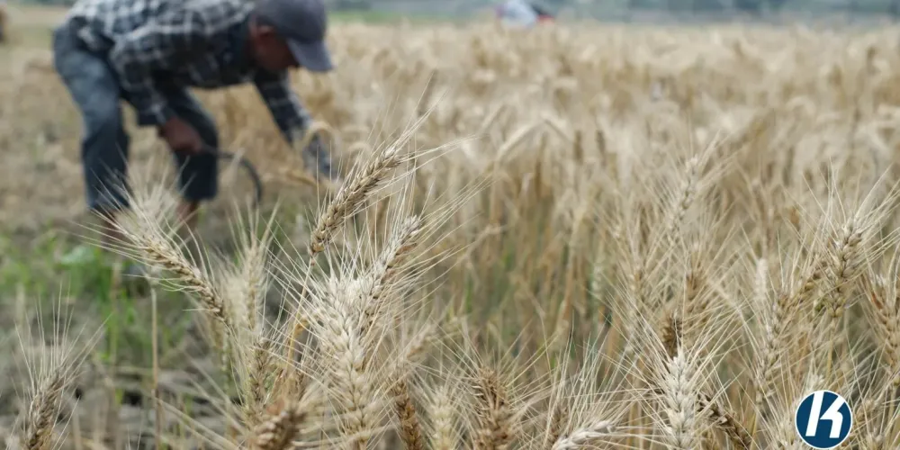 Wheat output falls in Nepal’s Madhesh Province as weather, pests and seed gaps hit yields