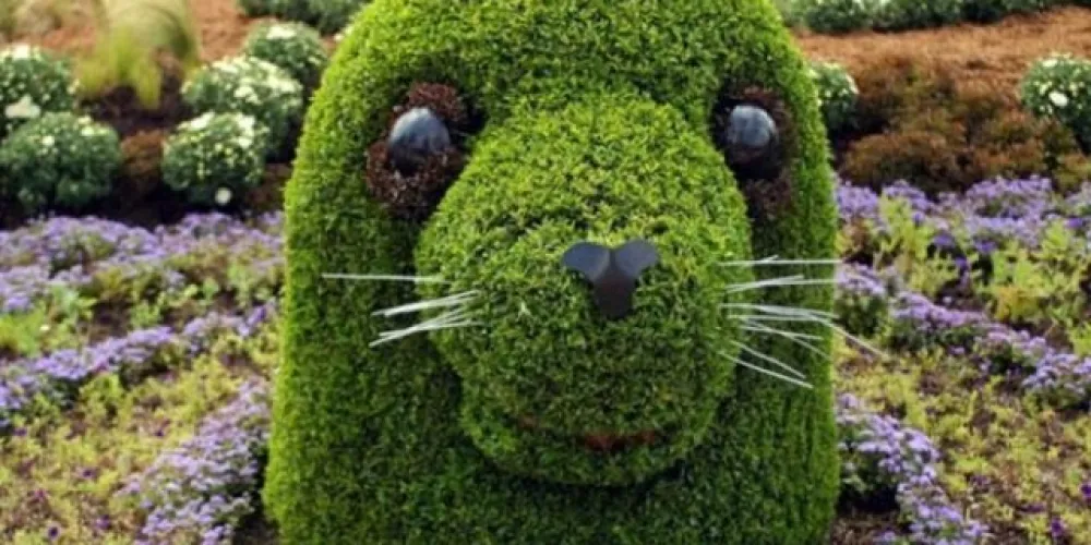 Что подходит для создания топиарий. Советы от Vip Plants