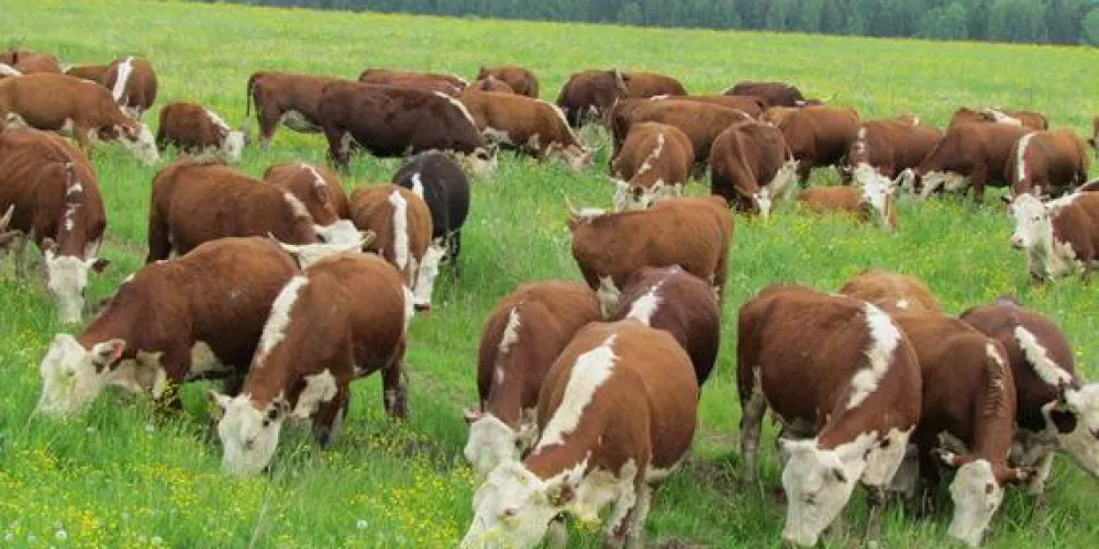 What does the use of pastures in livestock farming provide?