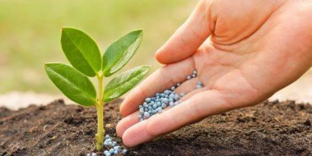 How to Choose Fertilizers Correctly