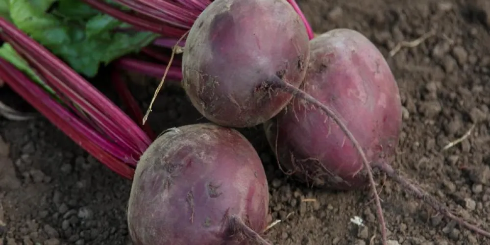 How to Grow Beets in Open Ground