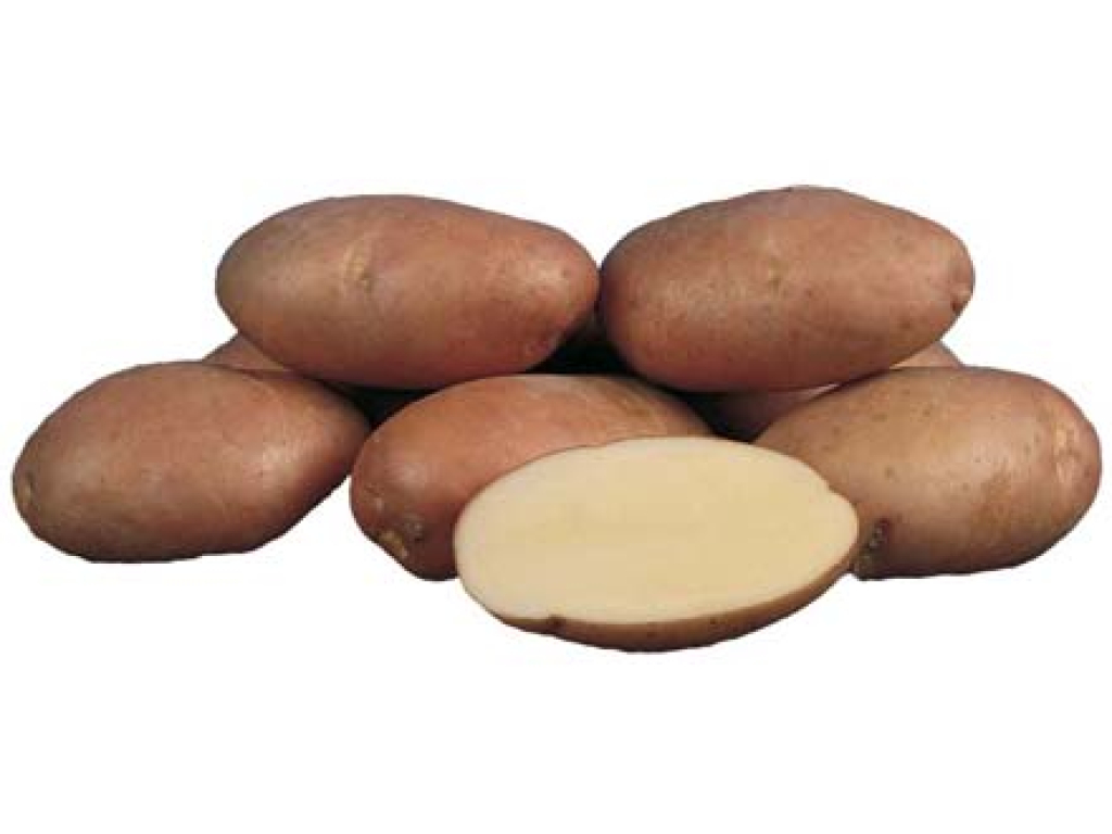 Картофель ариэль фото. Сорт картофеля Кондор. Картофель семенной Ариэль. Сорт Кондор.. Кондор картофель описание.
