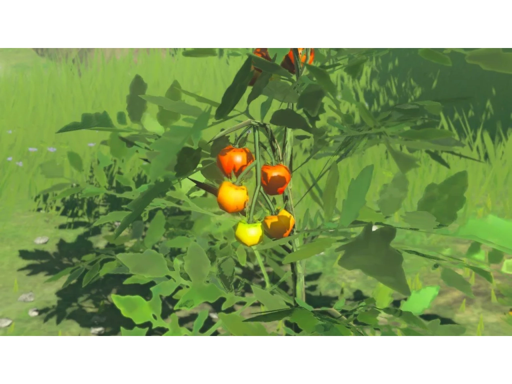 Hyrule — Tomato | Rijk Zwaan | Agronom.Info