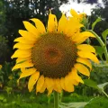 Jhonatan Matheus · CC BY 4.0 · GBIF