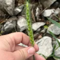 Chris Stahl · CC BY 4.0 · GBIF