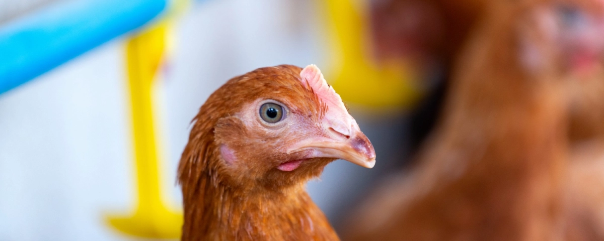 Как самостоятельно заменить терморегулятор в инкубаторе